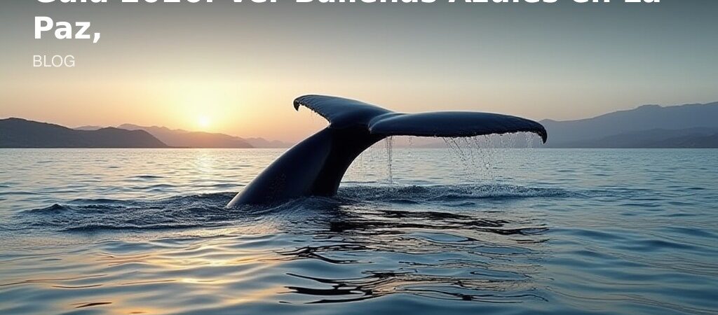 Guía 2026: Ver Ballenas Azules en La Paz, BCS